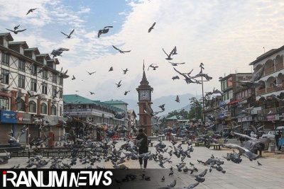 Health v heritage: Pigeon feeding ban sparks debate in India